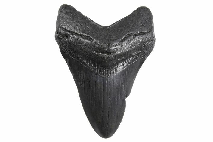 Fossil Megalodon Tooth - South Carolina #299644